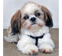 YSCOLOR Diamond Painting Perro Shih Tzu Diy Hecho A Mano Pintura De Diamantes Animales 5D Kit De Punto De Cruz Redondo Completo Bordado De Diamantes Decoración De Mosaico 30X30cm