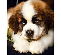 YSCOLOR Kits De Pintura De Diamantes 5D Para Adultos St Bernard Dog Full Drill Rhinestone Diamond Art Painting Animals 30x40cm