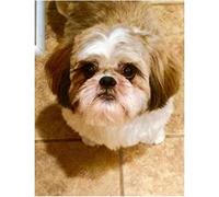 YSCOLOR Pintura Por Números Para Adultos Color Graffiti Shih Tzu Perro Diy Pintura Digital Por Números Kits Regalos Pintados A Mano Decoración Del Hogar 40x50cm