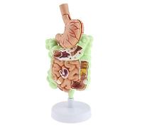 Ysyqkn Modelo Gastrointestinal Humano con Representación Detallada del, Resina sobre Base Sólida para Demostraciones Escolares.