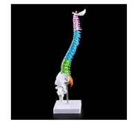 YTUK Modelo de Columna Vertebral Humana Flexible en Miniatura, Modelo anatómico Colorido con vértebras, Nervios espinales, Columna Lumbar y Pelvis, for exhibición, investigación y Aprendizaje médico.