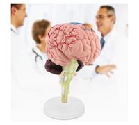 YTUK Modelo de enseñanza, Modelo de anatomía Cerebral de Cabeza Humana de tamaño Natural, Modelo de anatomía Cerebral 4D for Estudio y exhibición en aulas de Ciencias.