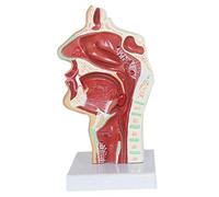 YUANZHOU Modelo De Patología Nasal Modelo De Enfermedad De La Garganta Nasofaríngea Humana Sección De Demostración Patológica del Esófago Y del Tracto Respiratorio