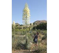 Yuca resistente a las heladas, hesperoyucca whipplei- syn. Yuca whipplei- 10 semillas