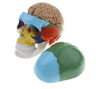 Yunhgft Modelo de Cráneo Humano a con Color + Modelo de 8 Partes del Cerebro, Tronco Encefálico Y Arterias.