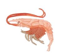 Yunmeryker Juguete Científico Infantil Figura Animal Oceánico Coleccionable Modelo Realista Plástico Fomenta Curiosidad Adecuado para Educación Infantil Adornos, Camarones Rojos, 9.5x9x1.7cm