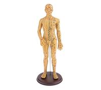 Yunmeryker Modelo de Puntos de Anatomía Humana Profesional con Marcado Precisó en Plástico para Aprendizaje de Masaje Demostración de Medicina China, 50cm Macho Suave