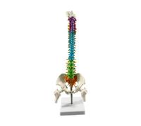 Yunmeryker Modelo de Vertebral Humana para Demostración de Biología.
