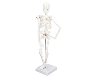 Yunxwd Mini Modelo De Esqueleto - Mini Modelo De Esqueleto De 45 Cm Estructura ósea Del Cuerpo Humano De PVC Con Brazos Móviles Piernas Y Soporte Estable Para Clínica De Laboratorio De Clase