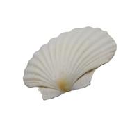 YUPEIUKLI Conchas de Vieira Blancas Grandes para Pintar y Decorar Bodas en la Playa Conchas Marinas Blancas Naturales de 3 a 5 Pulgadas