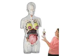 yupeuooe Modelos De Anatomía Cuerpo Humano | Modelo De Cuerpo De Mujer Embarazada - Kit De Montaje Anatómico Educativo para Estudiantes Niños Aula Escolar