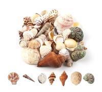 Yuqilin 200 g Conchas de Mar Decoracion, Natural Conchas, Caracolas de Mar Artesanía, Océano Bisuteria Manualidades, para Fiestas Temáticas de Playa, Pecera, Decoraciones para el Hogar