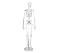 Yusat Modelo de Esqueleto Humano de 45 Cm Modelo de Anatomía Esquelética de Estructura ósea con Cráneo Desmontable Mandíbula Móvil Manos/pies Giratorios para Educación de A