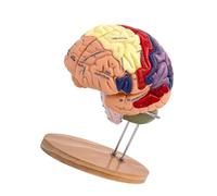 yuwqqoajv Modelo de Cerebro Dividido y codificado por Colores. Mejora la comprensión de la función anatómica. Incluye 50 Etiquetas para el Aprendizaje, la