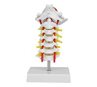 YUYTE Modelo de Columna Vertebral Cervical Humana, Anatomía para Laboratorio de Ciencias, Imagen Vívida y Detallada con Material de PVC, Ideal para la Enseñanza y Educación de Pacientes