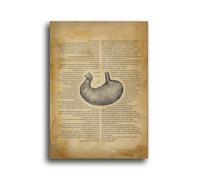 YVZOTCK Poster Educativo de Anatomía del Estómago Español - Papel Fotográfico A3 de para Aulas de Biología y Medicina,sin marco,Anatomía de poster