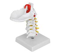 YWBL-WH Modelo de Vértebra Cervical de Tamaño con Base, Anatomía Detallada para la Clase de Ciencias, Ideal para Enseñar a los Estudiantes, Material de PVC