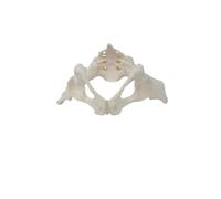 YWMJZEU Molo Pelvis Femenina Didáctico Molo Pelvis con Sacro Estructural para Médicos
