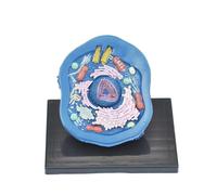 YXHXWKJ Medical Models Iology Animal Cells Organ Anatomical Model Detachable Puzzle Assembly Animal Cell Biology Organs Model