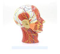 YYSDH Anatomisches Modell Humano Cráneo con Músculo Y Nervio Vaso Sanguíneo Cabeza Sección Cerebro Modelo De Anatomía Humana La Enseñanza Médica