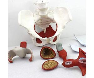 YYSDH Modelo Educativo Pelvis Femenina Médico Anatómica En El Modelo De Regalo De Ginecología Y Músculos Extraíbles Órganos del Pu natomía del Suelo Pélvico