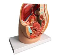 YYSDH Pelvis Femenina Modelo anatómico, la Mediana de la sección sagital Prostatitis Ginecológica - PVC Scientific Modelo anatómico Humano para la Educación Médica ayudas a la formación