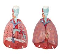 YZHYYDS Anatomical Models of Human Respiratory Tract, Model of Human Lungs and Respiratory System with 51 piezas Indication Signs, 7 piezas extraíbles, para estudio, incluye Heart and Throat