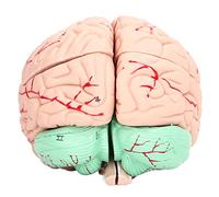 ZAICOLER Herramienta de Estudio del Modelo de Anatomía del Cerebro Humano para Niños, Molde Cerebral Desmontable para Investigación Científica en el Hogar Escolar, Material de PVC Duradero