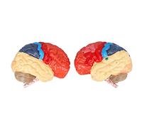 ZAICOLER Modelo Anatómico del Cerebro Color Detallado Dividido para Uso de Aprendizaje y Enseñanza PVC 2 Unidades
