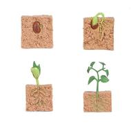 zalati Ciclo de Crecimiento de Semillas Modelo Biológico Figura Juguetes para Niños Juguetes Educativos Herramientas de Enseñanza