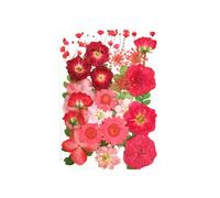 Zambuph Kit de plantas secas para álbum de recortes, materiales relleno calcomanías flores reales, espécimen prensado colorido, estuche para hacer etiquetas, Tipo 2