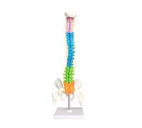 Zambuph Modelo anatómico de Columna Vertebral de 45cm con Pelvis extraíble, Ligero, Resistente al Agua, Modelo Columna Vertebral, recursos didácticos para el hogar