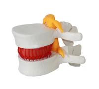 Zambuph Modelo de vértebras lumbares fáciles de Usar, Accesorios enseñanza médica eficaces, Herramienta enseñanza médica fácil Usar, Modelo Accesorios médicos