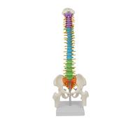 Zambuph Recursos didácticos para Estudiantes: Modelo de Columna Vertebral y Pelvis, Herramienta eficaz de educación médica con características realistas, Clases, Modelo de