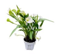 Zantedeschia Natural Lirio de Agua para Exterior con Belleza Natural