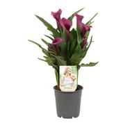 Zantedeschia o Lirio de Agua Natural Planta de Jardín de Fácil Mantenimiento
