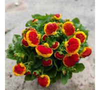 Zapatilla Bolsa de Tela Cobertura perenne Resistente Cama elevada jardín Parterre en el balcón jardín Rocas Silvestres Comprar Semillas 500pcs