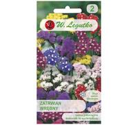 Zatrwian wrębny mezcla