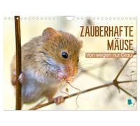 Zauberhafte Mäuse: Von wegen nur Grau (Wandkalender 2026 DIN A4 quer), CALVENDO Monatskalender: Die Maus: Possierlicher Plagegeist
