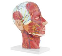 ZAWELIYO Modelo de Cerebro de Media Cabeza Humana Anatomía Cráneo Cabeza Modelo de Cuello Modelo Muscular Anatomía Diagrama Anatómico del Cuerpo Humano