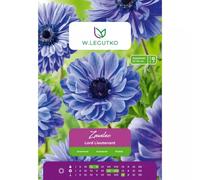 Zawilec Lord Lieutenant azul, 8 unidades.