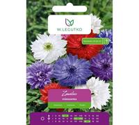 Zawilec mezcla 8 uds.