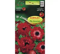 Zawilec The Governor rojo 8 unidades.