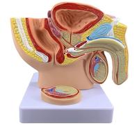 Zayuzo Modelo Anatómico Genital Masculino a Tamaño Real, Modelo Anatómico del Sistema Reproductivo Masculino a Escala 1:2, Fabricado En PVC, Modelo del Sistema Reproductivo Y Urinario Masculino (pr