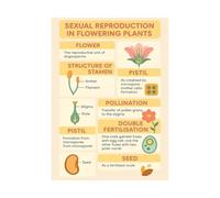 ZDVHOMCB Angiosperms Sexual Reproduction Poster, Life Cycle of Flowering Plants Chart, Botany Study Aid for High School & College Laboratory Framed,16x24inch(40x60cm)