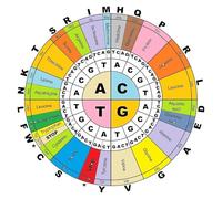ZDVHOMCB The Ultimate Codon Chart Poster - Complete Amino Acid Wheel Reference, Clear Multicolor Science Diagram for Teaching and Learning Framed,12x18inch(30x45cm)