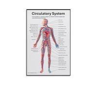 ZDVHOMCB Vintage Medical Poster - The Circulatory System, Heart Anatomy and Physiology Chart, Retro Scientific Wall Art for Doctor Office, Library, Home Study Framed,12x18inch(30x45cm)