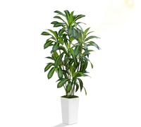 ZEEOZE Planta Artificial Dracaena de 180cm Planta Artificial Grande con Maceta Alta Blanca Plantas Artificiales Decorativas para Interiores Decoración Salon hogar Dormitorio Oficina Pasillo