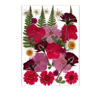 Zeizafa 30 flores secas para marcapáginas, fabricación de joyas, hojas de flores secas prensadas naturales para adultos, hechas a mano