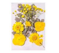 Zeizafa Flor seca prensada para resina natural y hojas secas para manualidades, álbumes de recortes, joyería, fabricación de velas